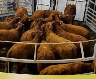 Annonces Marché du Lundi 14 Septembre 2026