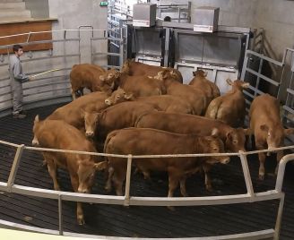 Annonces Marché du 26 octobre 2026